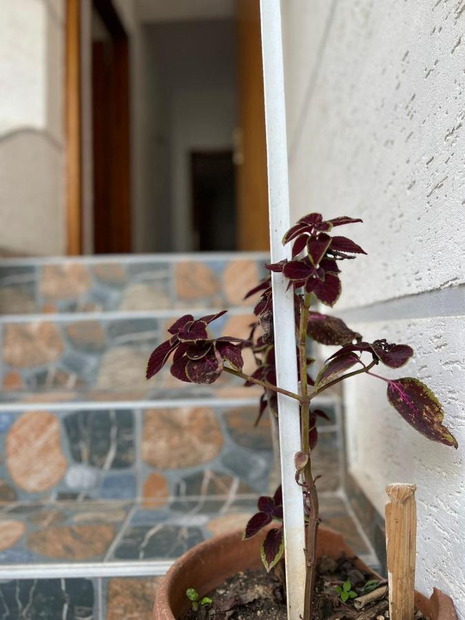 Alex Apartments Sarandë エクステリア 写真
