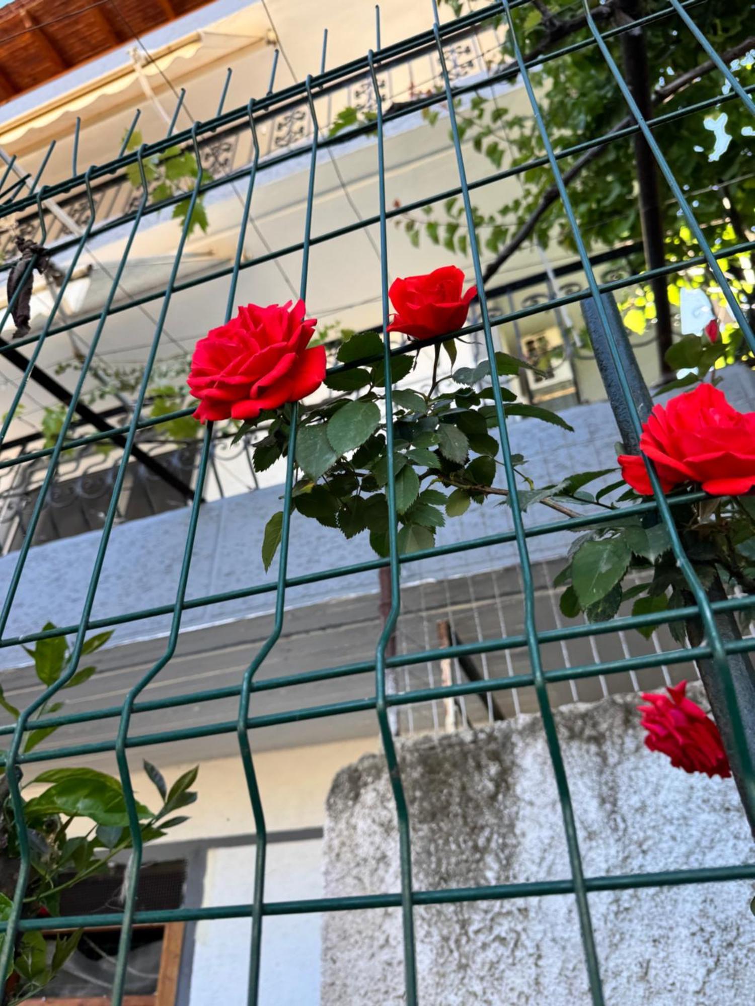 Alex Apartments Sarandë エクステリア 写真